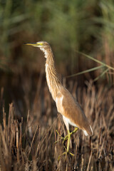 Closeup of a Indian pond heron at Asker marsh, Bahrain