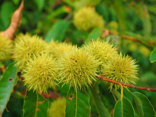 raw chestnuts dagger tree branch