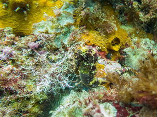 Fototapeta na wymiar A green and yellow Seahorse at a colorful tropical coral reef in Gato Island, Malapascua, Philippines