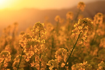 sunset and rape blossoms in the park,japan,kanagawa