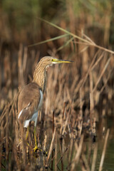 Pond heron at Asker marsh, Bahrain