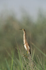 Indian pond heron on a twig, Bahrain