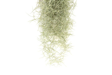 Spanish moss isolated on white background.