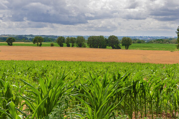 Fototapeta na wymiar Fields with corn and mustard plants on soft slopes in Kanne near the Dutch border