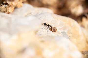 Daily fight of insects for survival.Ants in search of food at dawn around the anthill above a solitary white rock