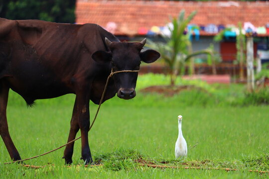 A black cow eat grass and white bittern on the field.