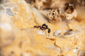 Daily fight of insects for survival.Ants in search of food at dawn around the anthill above a solitary white rock