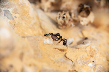 Daily fight of insects for survival.Ants in search of food at dawn around the anthill above a solitary white rock
