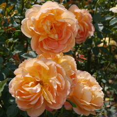 Orange Flowering port sunlight rose