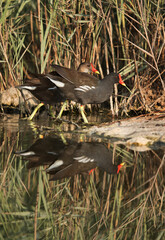 A pair of Common Moorhen and reflection, Bahrain