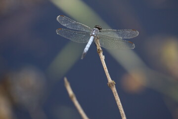 Blue dragonfly isolated on natural background