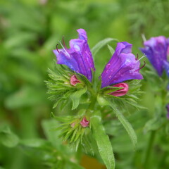 Der Sommertraum aus Blüten