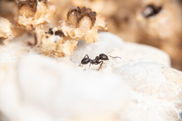 Daily fight of insects for survival.Ants in search of food at dawn around the anthill above a solitary white rock