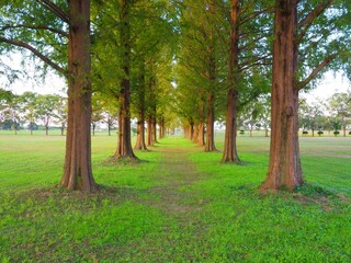 Fototapeta na wymiar row of Metasequoia trees