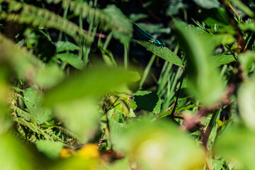 Colorful bright blue dragonfly perched on a green leaf - animal life in natural environment with selective focus