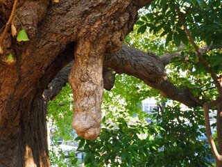 Ginkgo biloba or Maidenhair Tree trunk  called Ichou in Japanese