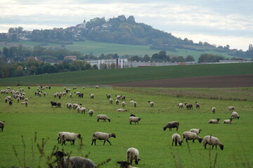 Schafe am Otzberg