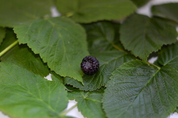 blackberry on leaf