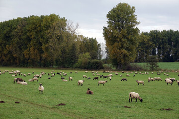 Schafe auf einer Weide