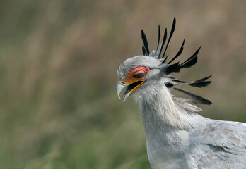 Portrait of Secretary bird, Masai Mara