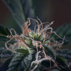 Macro of cannabis flowers and leaves on a dark background