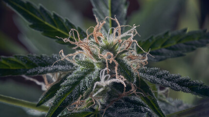 Macro of cannabis flowers and leaves on a dark background