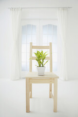 Potted plant on a wooden chair