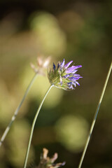 In the forest, closeup of a wild plant, vegetation, unfocused background