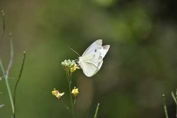 Close up, white butterfly on branch and small yellow flower, forest vegetation