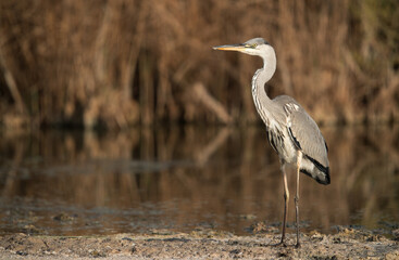 Grey Heron at Asker marsh, Bahrain