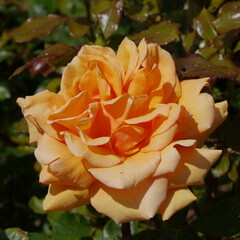 orange flowering simply the best rose