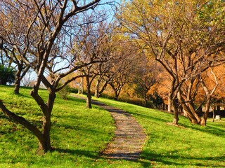 Landscape of autumn park with trail,  Tokyo,Japan