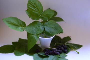 fresh mint in a cup