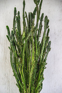 Cactus In A Pot, Closeup Of A Big Tall Thin Straight Cactus On A Grey Wall Background, Macro Green Plant, Gardening And Home Ideas