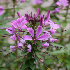 Der Sommertraum aus Blüten