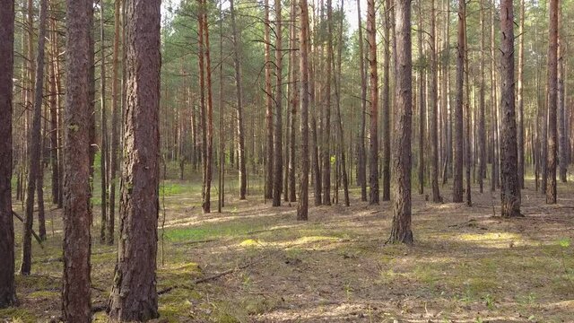 A flying camera flies through a pine forest.