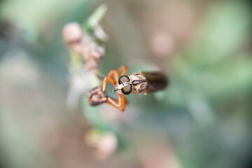 A shoemaker insect perched on a colorful flower on a very fuzzy background