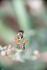 A shoemaker insect perched on a colorful flower on a very fuzzy background