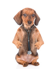 Funny dachshund puppy dressed like a doctor with stethoscope on his neck. isolated on white background