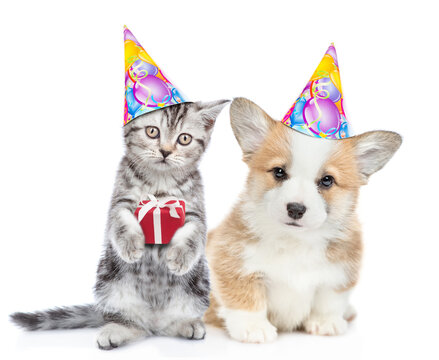 Funny kitten and corgi puppy wearing party's hats sit and look at camera  together. Cat holds tiny gift box. isolated on white background