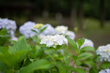 満開の紫陽花