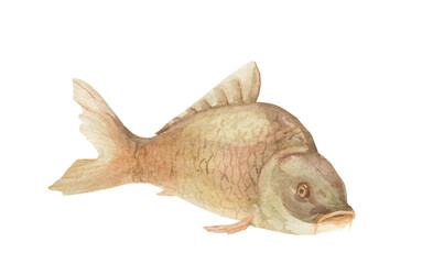 
Watercolor image of carp fish, a representative of the carp family, isolated on a white background, with the Latin name Cyprinus. Ideas for zoological illustration of books on the topic of fishing. 