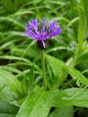 Der Sommertraum aus Blüten