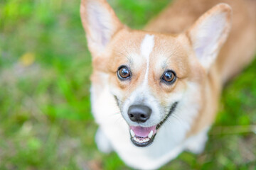 Pembroke welsh corgi puppy sits on green summer grass and looks at camera