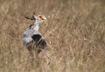 Secretary bird in Savannah, Masai Mara, Kenya