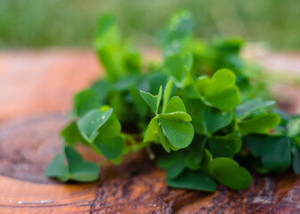 Fresh clover leaves on old wood background