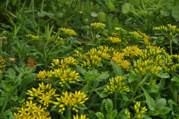 Żłóte kwiaty © lbuczynski1