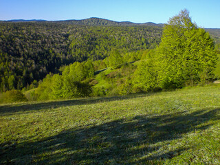 Fototapeta na wymiar landscape with trees and hills