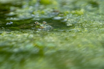 Grenouille reinette dans des algues dans un étang © shocky