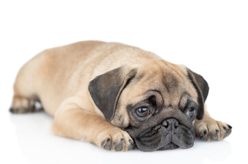 Obraz premium Unhappy pug puppy lies alone. isolated on white background